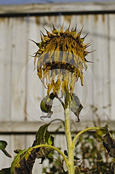 A solo dead sunflower head in the garden