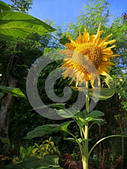 Solo double sunflower blooms with leaves