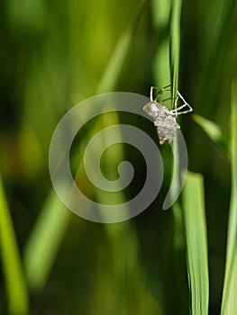 Solo Dragonfly Baby Nymph on the stem of the paddy.