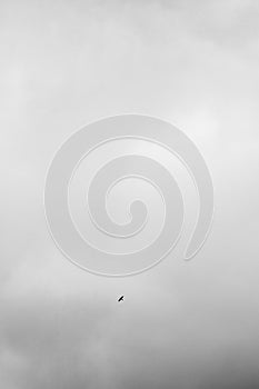 Solo falcon in natural black & white