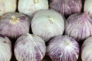 Solo garlic