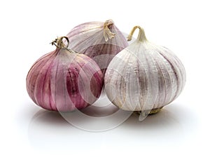 Solo garlic isolated