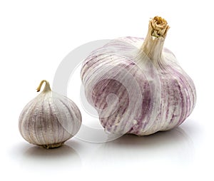 Solo garlic isolated