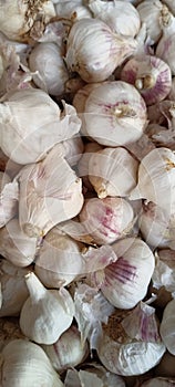 Solo garlic stock photo
