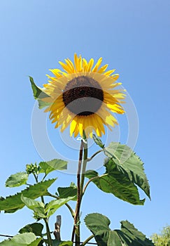 Solo gigantic sunflower bloom