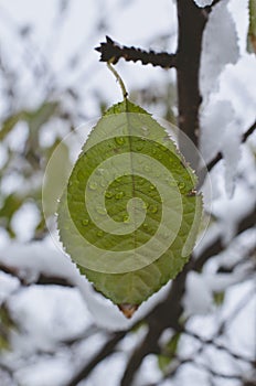 The solo green wet leaf in the winter woods