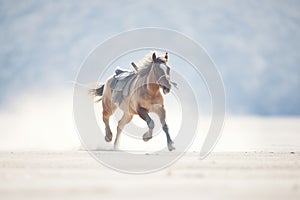 solo mule galloping, dust plume behind