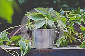 The solo old tin mug on the overgrown garden table