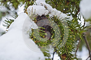 A solo pine cone on the winter pine tree