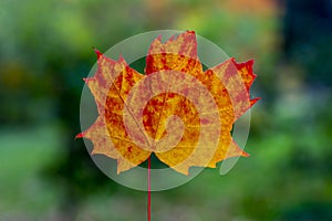 Solo red orange maple leaf on the blurry green background with copy space. Colorful autumnal backdrop. Autumn concept