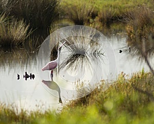 A Solo Roseate Spoonbill Wading Bird Takes A Drink of Water photo