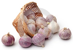 Solo or single clove garlic