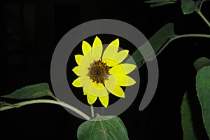 A solo Sunflower