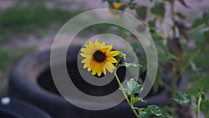 The solo sunflower