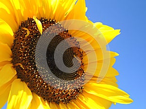 Solo sunflower