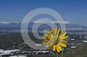 A solo sunflower above the salt lake valley