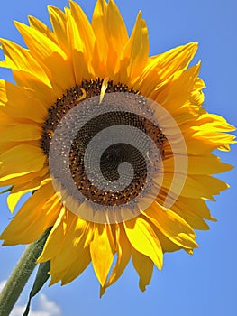 Solo sunflower on blue sky