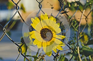 The solo sunflower growing through the fence