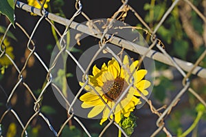 The solo sunflower waiting behind the fence