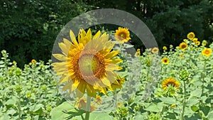 Solo sunflower waving in the wind in a farm field.