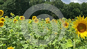 Solo sunflower waving in the wind in a farm field.