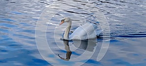 Solo Swan