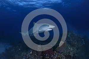 Solo Tiger Shark Swimming of Reefs of Bahamas