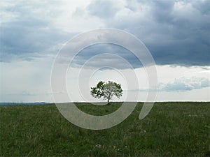 Solo tree photo