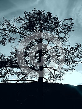 Solo tree in Black Forest