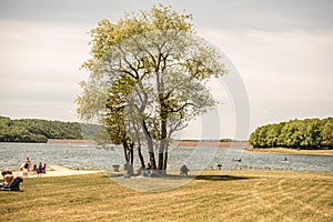 Solo Tree and lake Shore