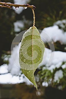 A solo wet cold leaf on a branch