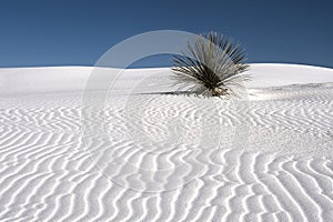 Solo Yucca on White Sand