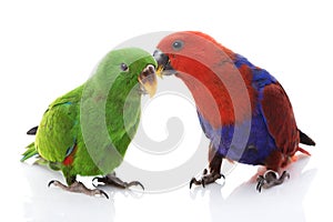 Solomon Island Eclectus Parrots photo