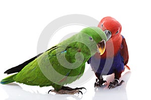 Solomon Island Eclectus Parrots