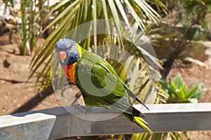 A Solomon Island Eclectus Parrots ( Eclectus roratus solomonensis)