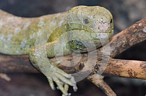 Solomon island prehensile-tailed skink 8