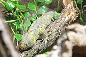 Solomon Island skink