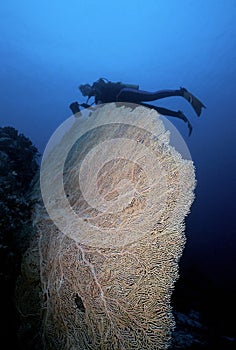 Salomón islas el mar ventilador 