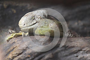 Solomon islands skink