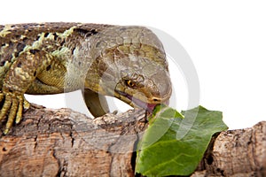 The Solomon Islands skink on white background photo