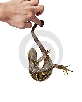 The Solomon Islands skink on white background photo