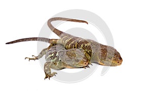 The Solomon Islands skink on white background photo
