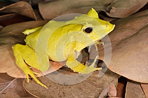 Solomon Isle Leaf Frog