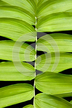 Solomon's Seal background texture