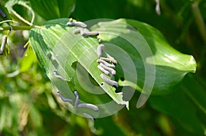 Solomon`s seal sawfly