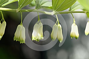 Solomon seal Polygonatum odoratum