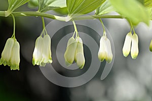 Solomon seal Polygonatum odoratum