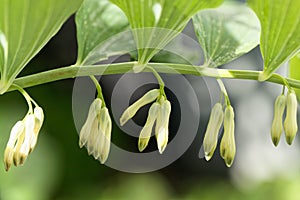 Solomon seal Polygonatum odoratum