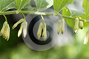 Solomon seal Polygonatum odoratum