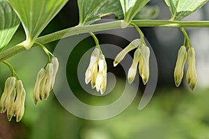 Solomon seal Polygonatum odoratum